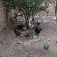 فروش مرغ و خروس محلی|حیوانات مزرعه|شال, |دیوار