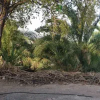 دهقان برای مچ خرما