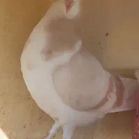 کفتر کبوتر طوق دمگیر|پرنده|اصفهان, مشکین|دیوار