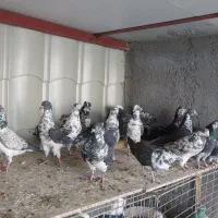 قاره های ناب|پرنده|آران و بیدگل, |دیوار