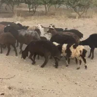 میش چاق جوان درجه یک