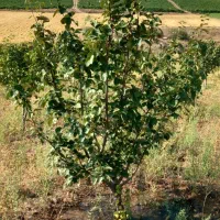 باغ به متراژ ۴۲۰۰۰متر|فروش دفتر صنعتی، کشاورزی، تجاری|کوثر, |دیوار