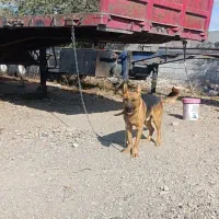 سگ گرگی نژاد ژرمن|سگ|اردبیل, |دیوار