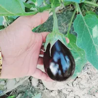 گلخانه وتولید نشا|خدمات باغبانی و درختکاری|کهنوج, |دیوار