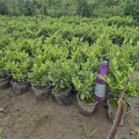 فروش یاس هلندی|گل و گیاه طبیعی|رشت, منظریه|دیوار