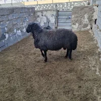 قوچ هترو سیاه