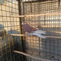 کفتر  نر