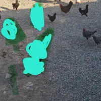 مرغ خروس