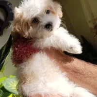 سگ شیتزو پامر