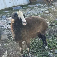 نر ۱۴ ماهه فروش|حیوانات مزرعه|چمستان, |دیوار