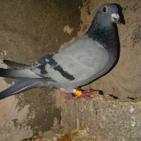 کفتر پلاکی|پرنده|کازرون, |دیوار