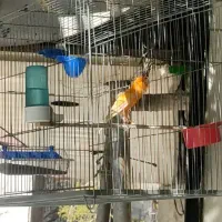 قناری نر یسر مست مست