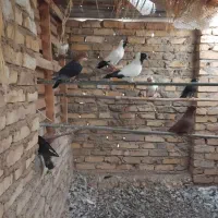 کفتر|پرنده|اردکان, |دیوار