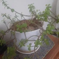 زمین-مشاع-گویم