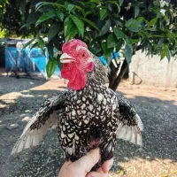 خروس زینتی مینیاتوری سبرایت سیلور ب همراه مرغ