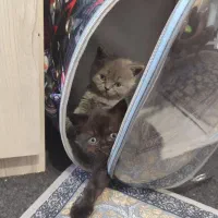 بچه گربه بریتیش|گربه|اندیشه, اندیشه فاز ۱|دیوار