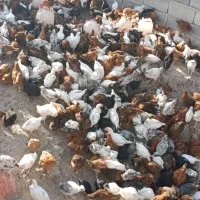 رسمی تخمگذار وگوشتی 1000عدد