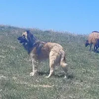 سرابی|سگ|گل تپه, |دیوار