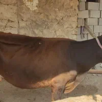 فروش گاو جرسی|حیوانات مزرعه|کوشکنار, |دیوار