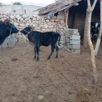 فروش گاو گوساله دار|حیوانات مزرعه|افزر, |دیوار