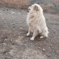 پاکوتا|سگ|تبریز, |دیوار