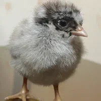 جوجه یک ماهه نژاد ساسکس دارک