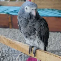 فروش کاسکو سالم