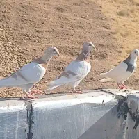 پلاکی  معاوضه  با طوقی|پرنده|شیراز, دکتر حسابی|دیوار