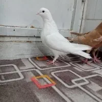 کفتر|پرنده|مهریز, |دیوار