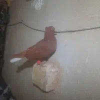 ۳۰ تا پرشی رنگی|پرنده|سبزوار, باهنر|دیوار