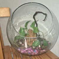 تراریوم بسیار زیبا