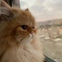 گربه پرشین گارفیلدی|گربه|تبریز, |دیوار