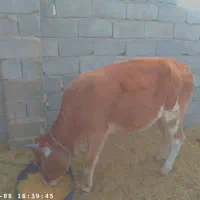 مهرستان|حیوانات مزرعه|پسکوه, |دیوار