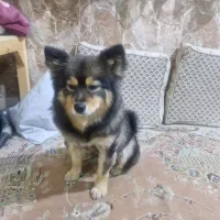 سگ پیدا شده