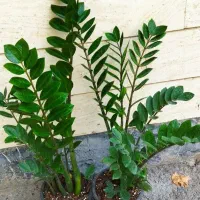 گل های آپارتمانی دیفن زاموفیلیا سانسوریا فیکوس