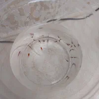 ماهی پلاتی و گوپی