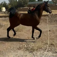 نریون عرب یکسر