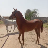 اسب|اسب و تجهیزات اسب‌سواری|کویرات, |دیوار