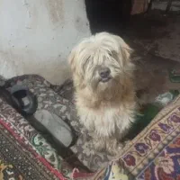 سگ پا کوتاه