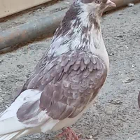 گمشده|حیوانات|ساوه, |دیوار