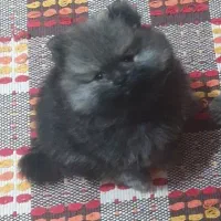 سگ پامرانین (واگذاری نیست )|سگ|تهران, سوهانک|دیوار