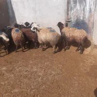 میش جوان|حیوانات مزرعه|سیلاخور, |دیوار