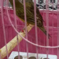 دوعدد قناری نر ماده جفت سبز چمنی