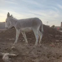 با سلام فروش ۲راس کره خر نر آروم و اصیل|حیوانات مزرعه|مرودشت, رودبال|دیوار