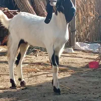 یک راس بز پاکستانی شیشک آبستن به شرط سنو