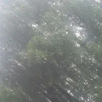 علف زنی وخرید وفروش  چوب انجام میشود