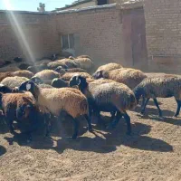 میش شالی|حیوانات مزرعه|آبگرم, |دیوار