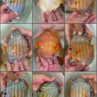 دیسکس گریدaa