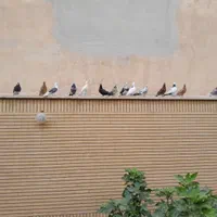 کبوتر تزئینی و پرشی|پرنده|سمنان, |دیوار