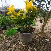 شمشادطلایی توپرو زیبا